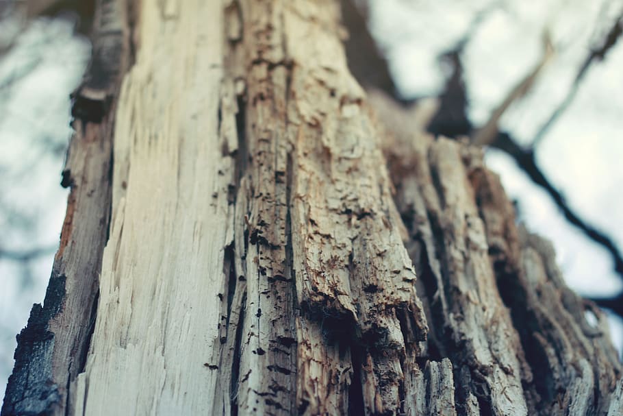 Closeup Photography of Bare Tree, abstract, bark, close-up, log HD wallpaper