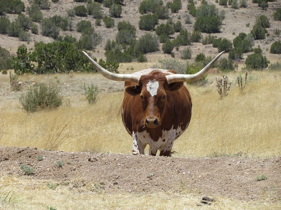 cow, longhorn, livestock, farm, animal, cattle, ranch, field, HD wallpaper