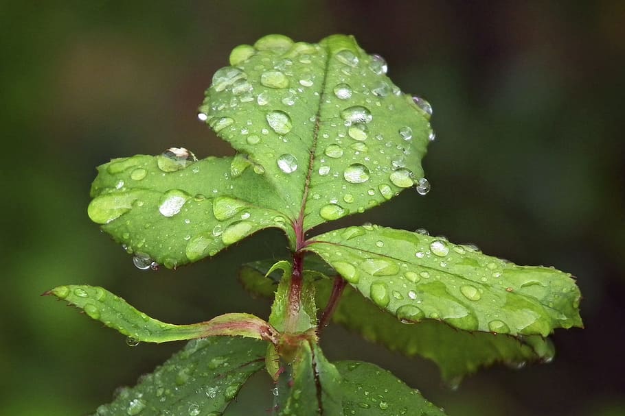 Leaf, Drip, Nature, Plant, Water, rain, wet, green, green Color HD wallpaper