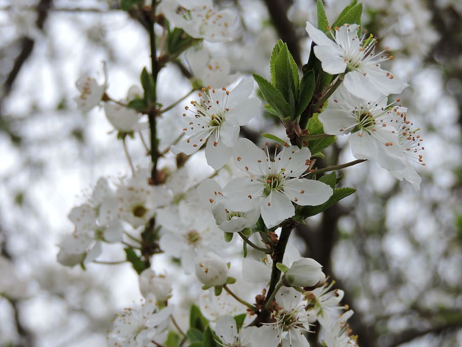 Stams, Tyrol, Cherry Blossoms, Spring, flower, tree, nature HD wallpaper