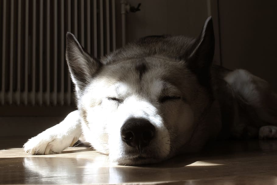 dog, house, nos, huskey, sleep, element, one animal, animal themes, HD wallpaper