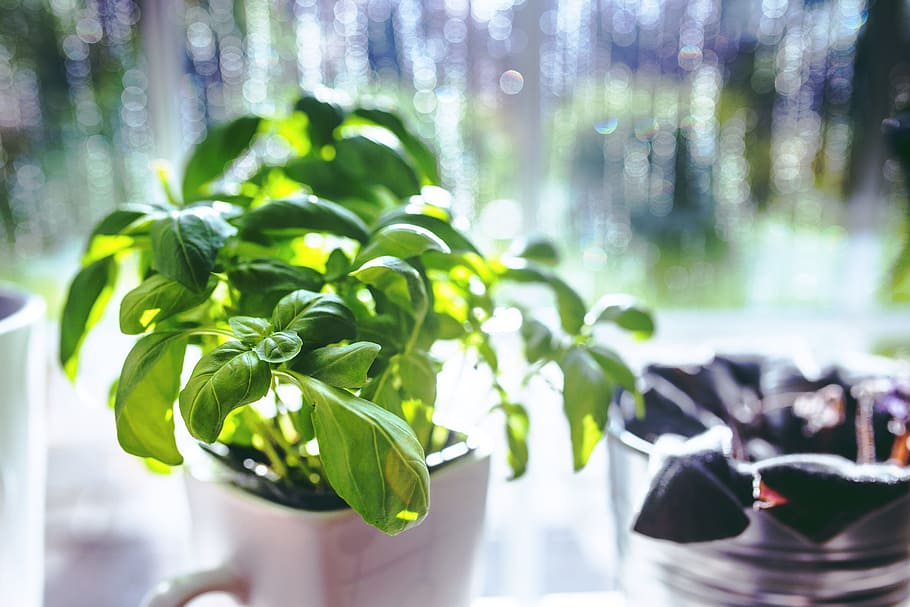 green leafed plant on white ceramic pot, basil, cup, cooking HD wallpaper