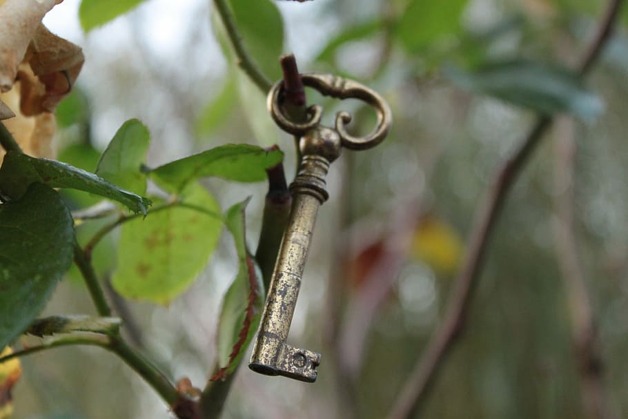 key, garden, nature, table, plant, tree, plant part, branch HD wallpaper