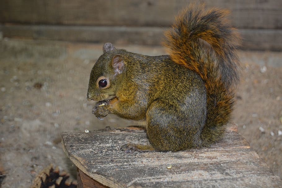 squirrel, croissant, nut, nibble, eat, cute, nager, animal HD wallpaper
