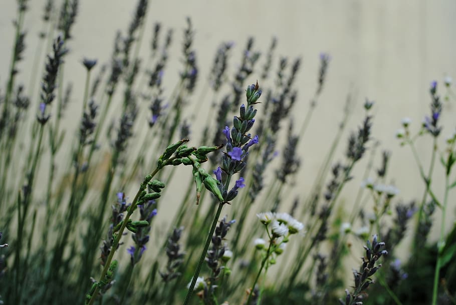 Lavender, Medicinal, Bed, summer, purple, flower, growth, nature HD wallpaper