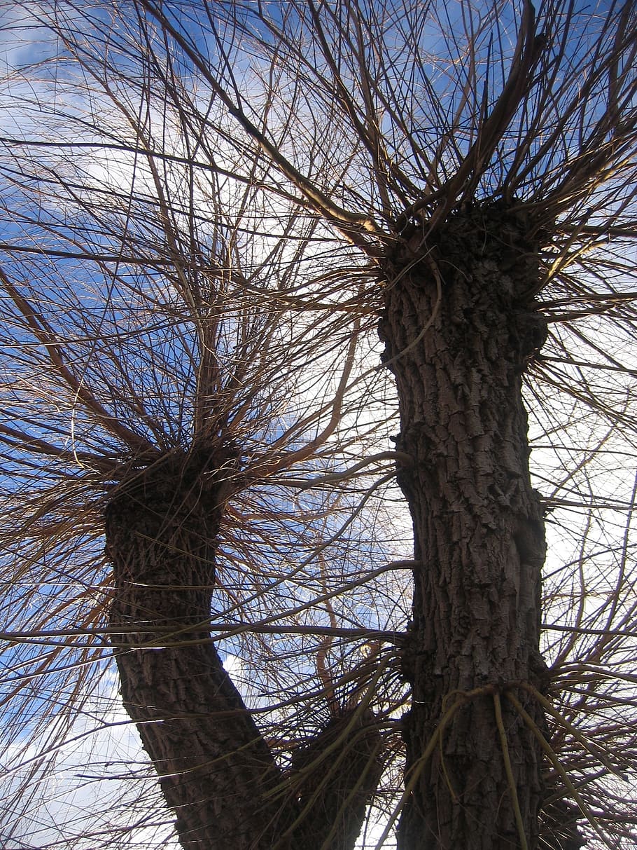 tree, tribe, branch, kahl, beschnitten, clouds, sky, low angle view HD wallpaper