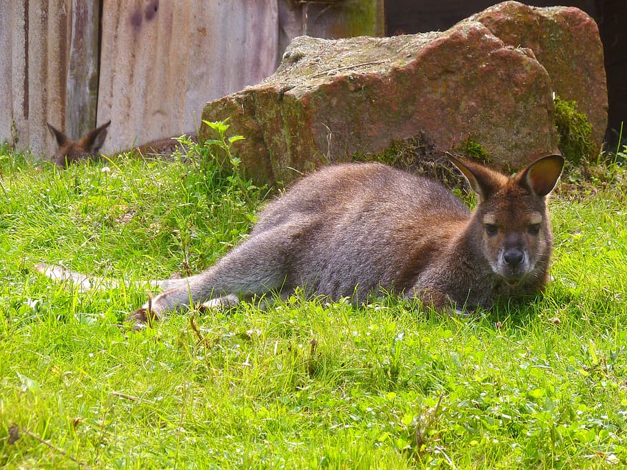 bennett kangaroo, australia, wallaby, marsupial, zoo, herbivores HD wallpaper