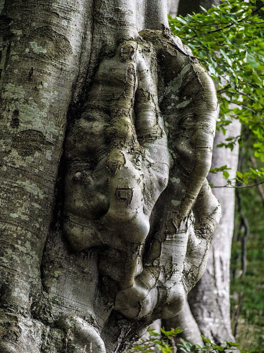 nature, forest, tree, wood, bark, structure, log, tribe, weathered baum HD wallpaper