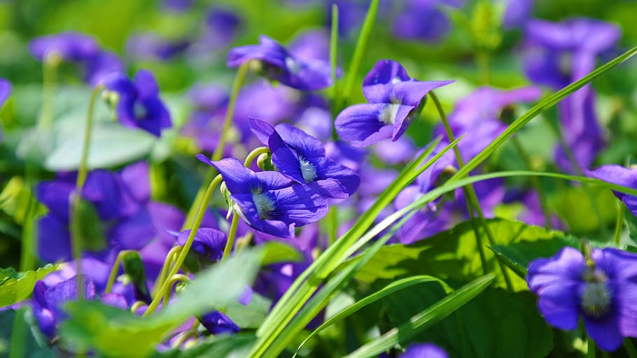 violet, flower, spring, flowering plant, purple, vulnerability HD wallpaper