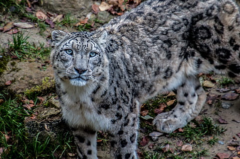 brown and white fur leopard, snow leopard, irbis, big cat, predator HD wallpaper