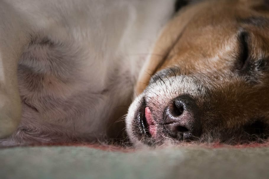 dog, sleep, language, dog muzzle, dog head, animal, one animal HD wallpaper