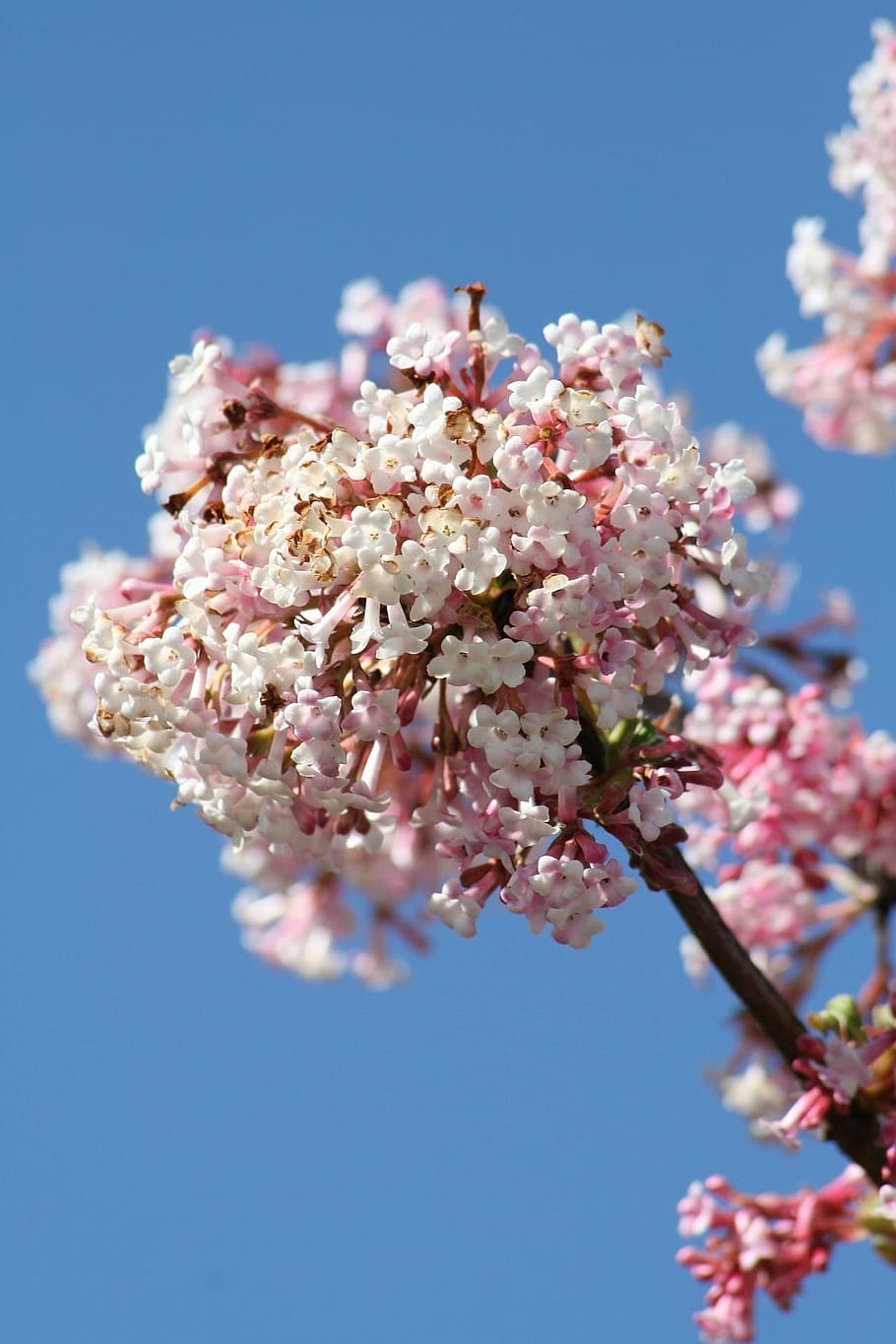 spring, bloom, garden, bush, branch, sunshine, nature, flowers HD wallpaper