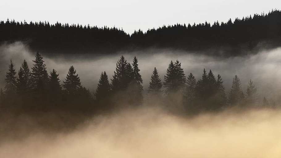 mountain covered with fogs, green leafed trees and fog during daytime HD wallpaper