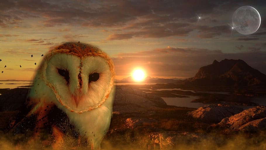 edited photo of white and brown owl, sun, moon, star, mountains