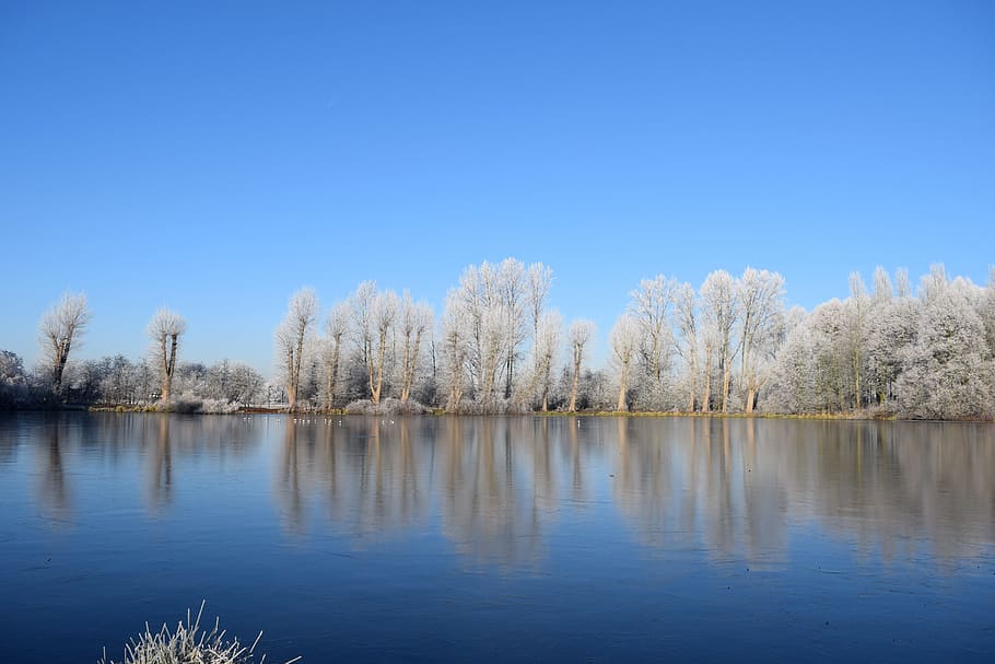 white leaf trees near body of water at daytime, cold, winter HD wallpaper