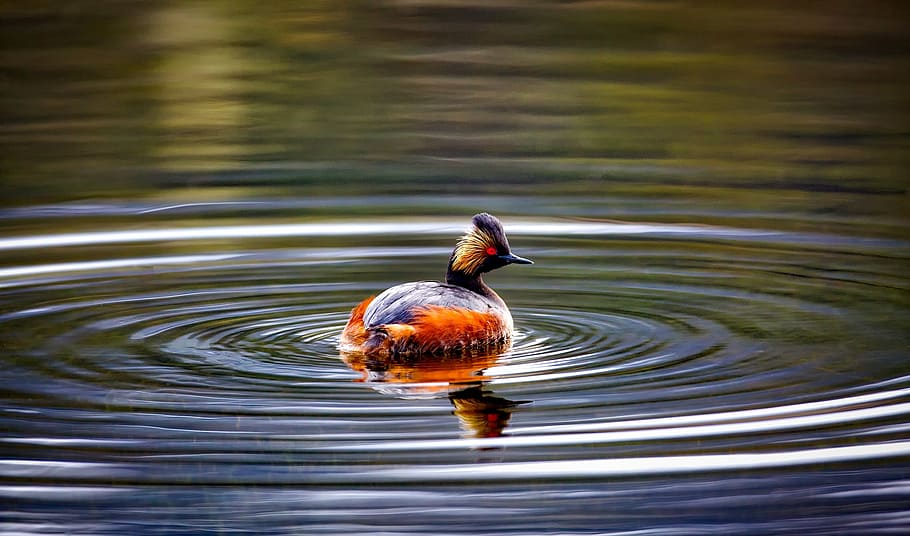duck swimming on body of water, eared grebe, wildlife, bird, pond, HD wallpaper