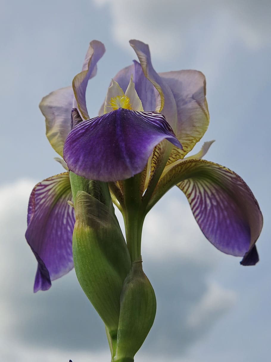 high beard iris, flower, nature, plant, petal, close up, blue HD wallpaper