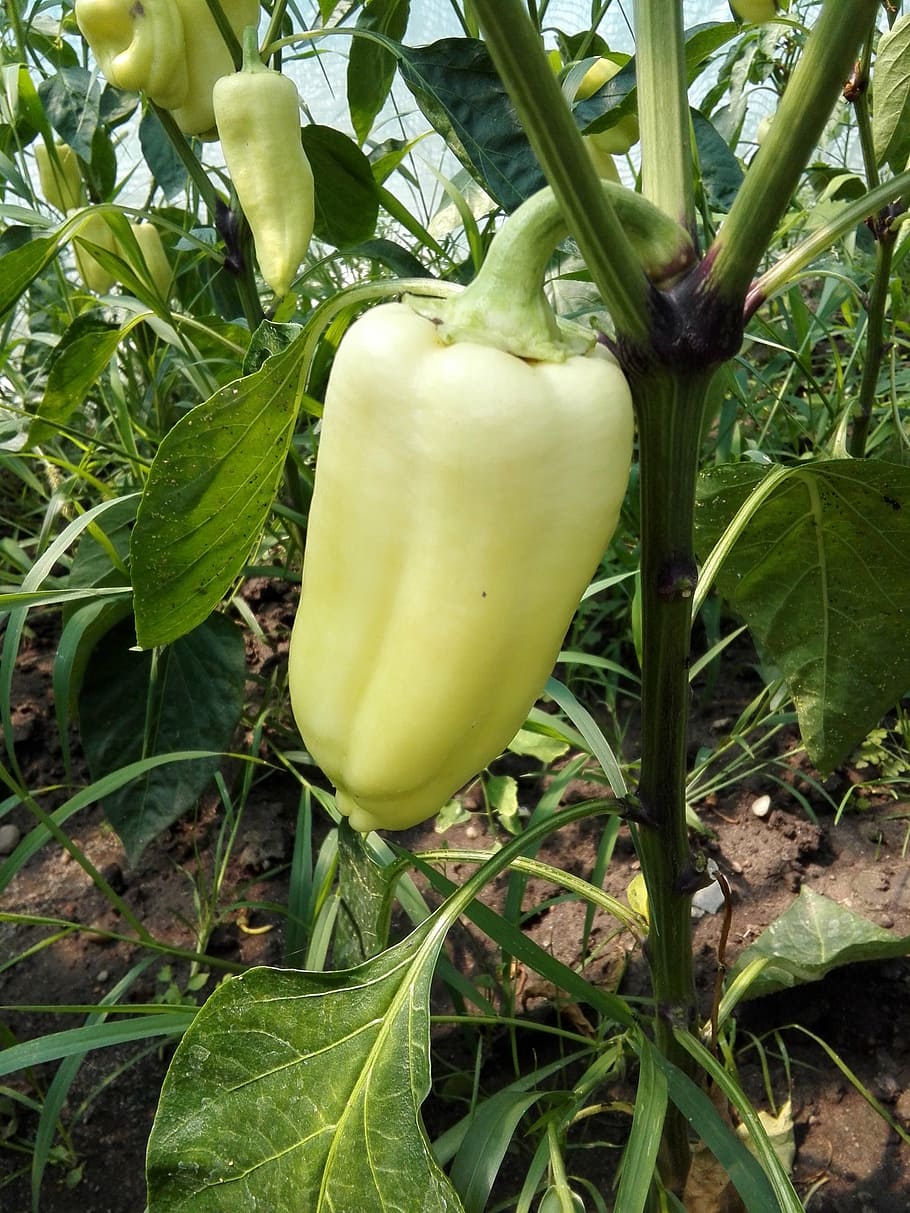 pepper, vegetables, hothouse, summer, yellow, crop, leaf, green color HD wallpaper