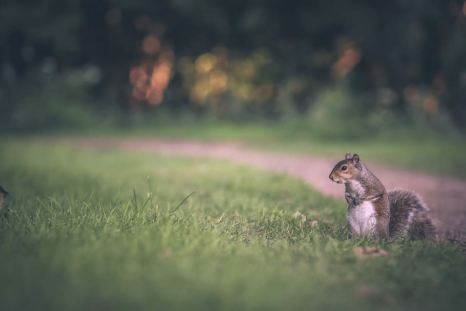 selective focus of gray squirrel on green grass field, shallow focus photography of squirrel standing on green grass HD wallpaper