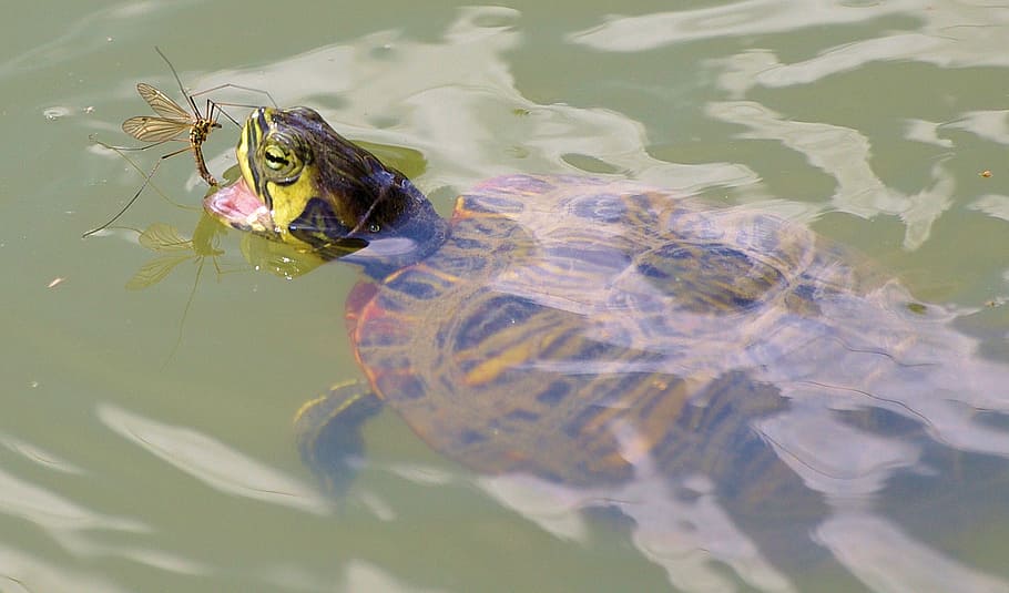 Turtle, Eats, perhaps, one animal, animal themes, animals in the wild HD wallpaper