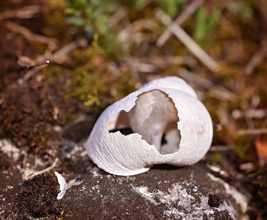Shell, Broken, Empty, leave, without screw, nature, close, one animal HD wallpaper