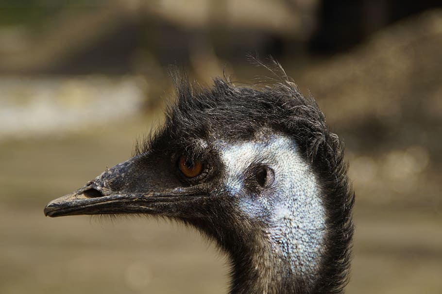 Emu, Head, Portrait, Face, flightless bird, australia, bill HD wallpaper
