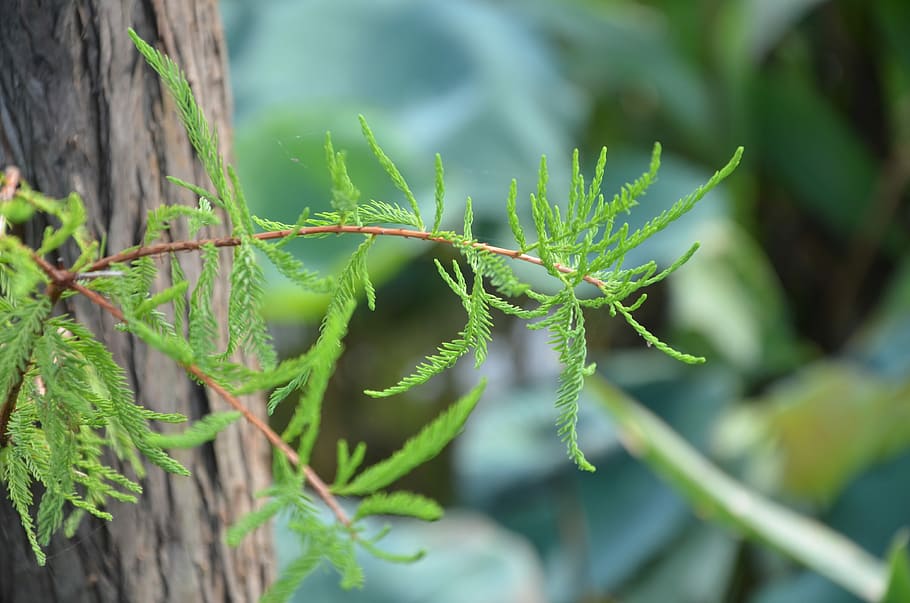 Pine, Trees, Pine Tree, Plant, growth, nature, green color HD wallpaper
