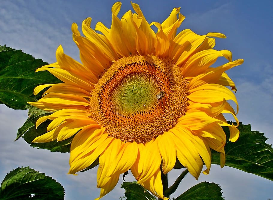 nature, plant, leaf, summer, flower, sunflower, yellow, flowering plant HD wallpaper