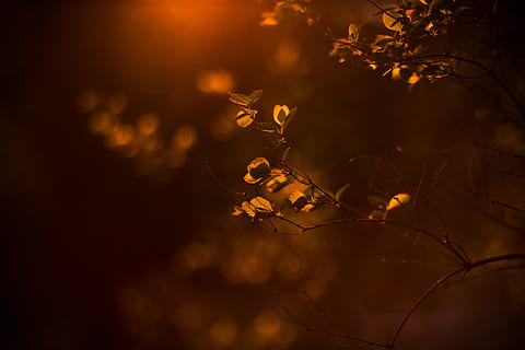 tilt shift lens photography of brown plant, macro shot of orange leaves HD wallpaper