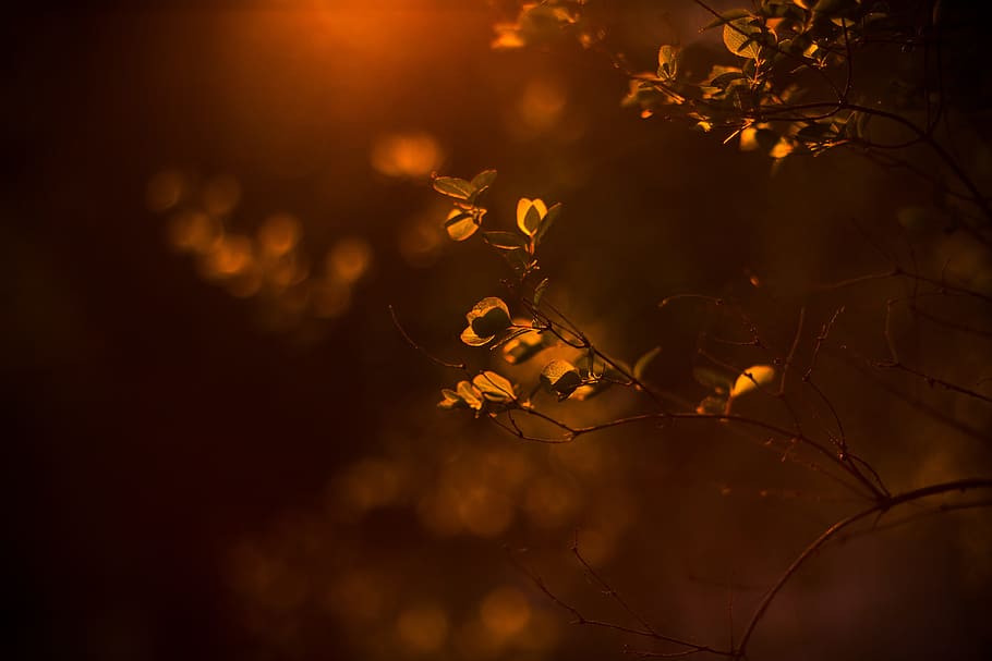 tilt shift lens photography of brown plant, macro shot of orange leaves HD wallpaper
