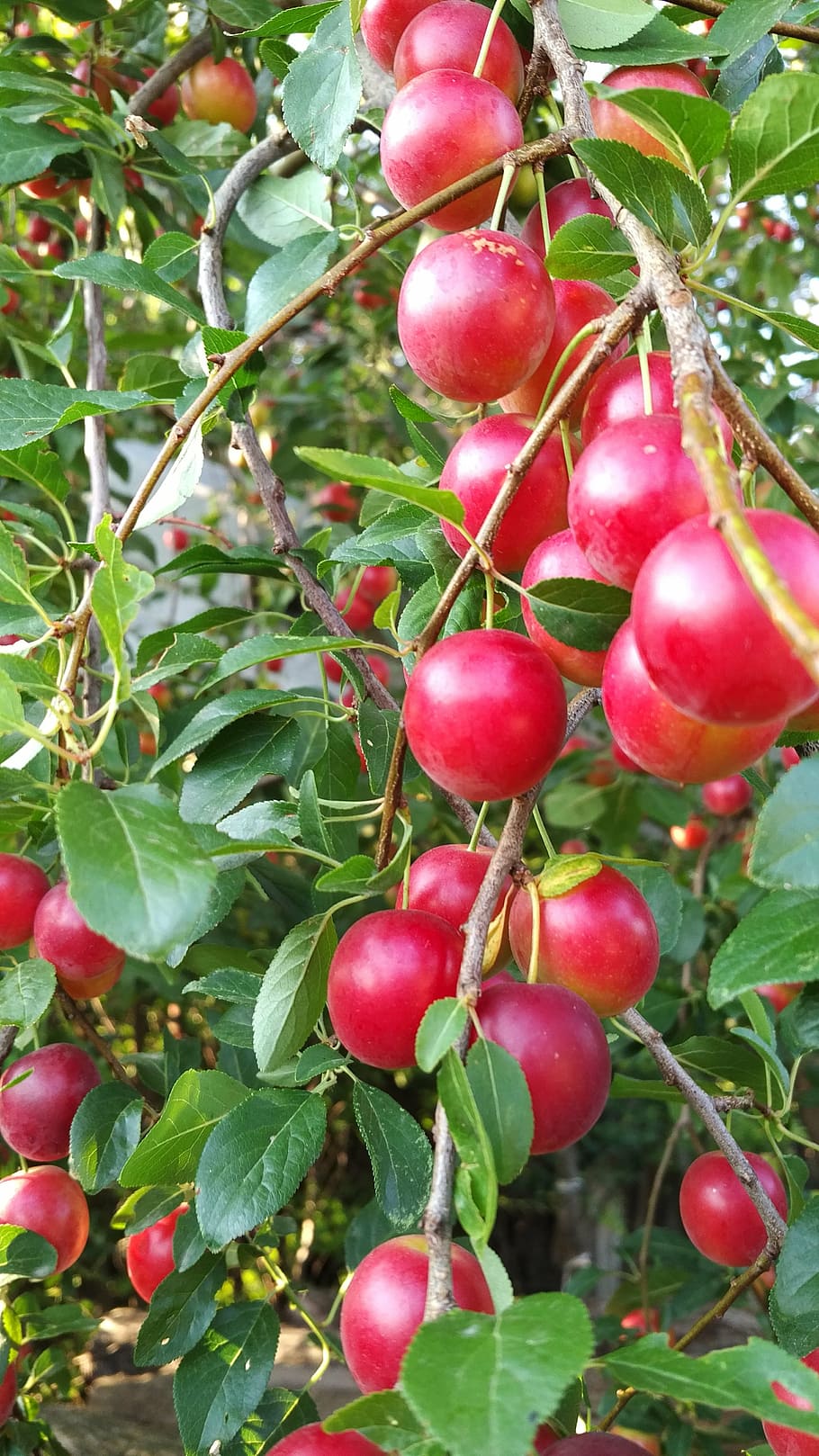 fruit, red, soft, fresh, spring, healthy eating, food, food and drink HD wallpaper