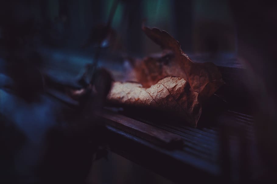 leaf, fall, autumn, wood, close-up, no people, selective focus HD wallpaper