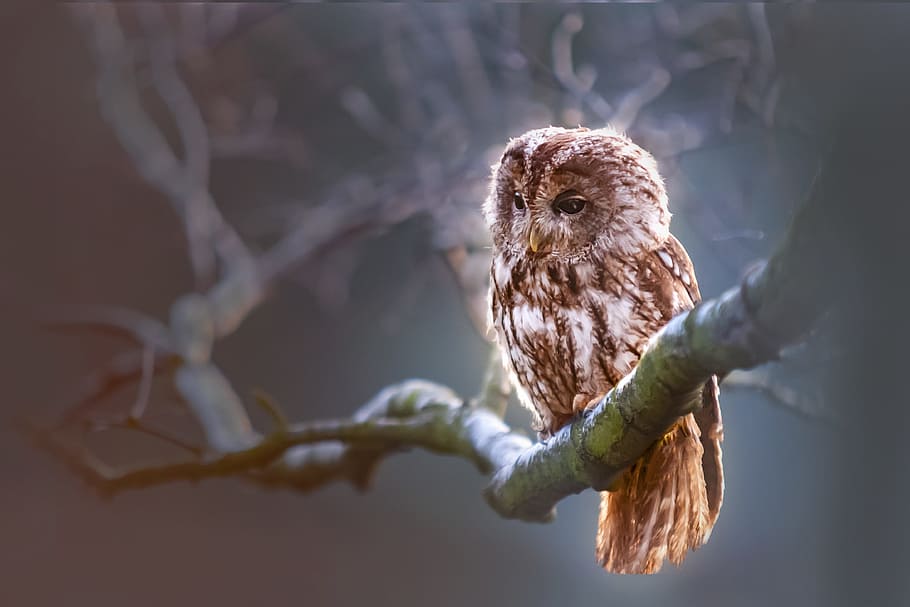 brown owl on tree bark, bird, predator, branch, nature, winter HD wallpaper