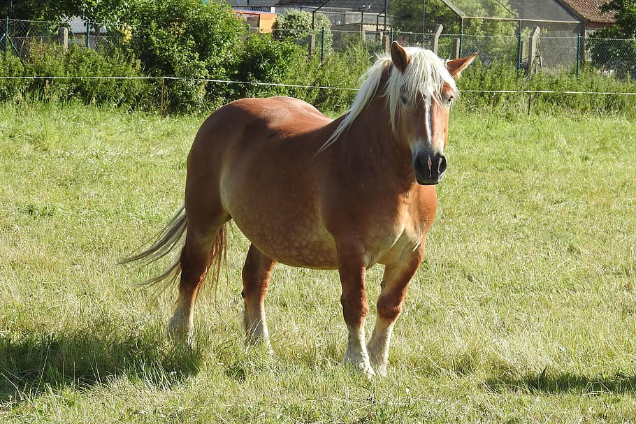 Horse, Pasture, Paddock, Graze, Meadow, wildlife photography HD wallpaper