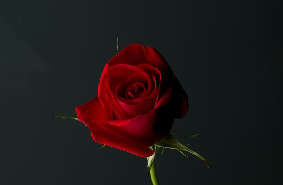 red rose flower, Rose, Red, Plant, Love, Romance, romantic, gift, HD wallpaper