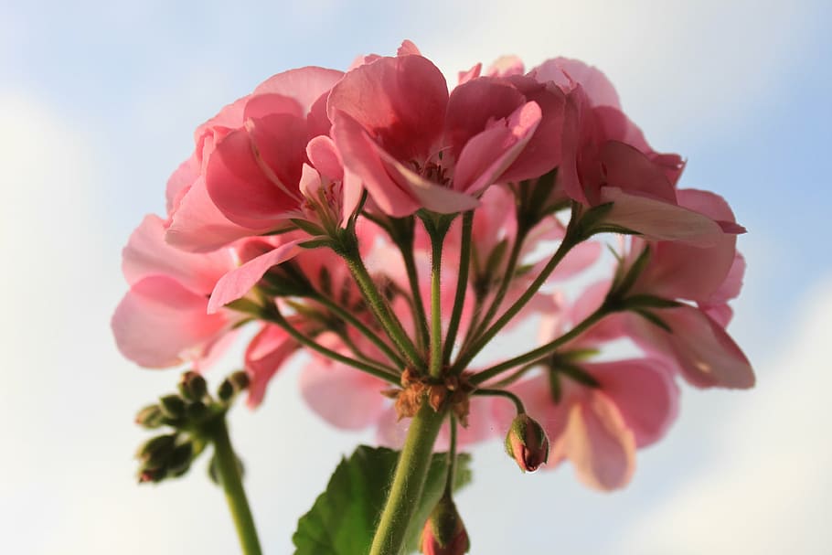 low angle photo of pink geranium flowers, macro, nature, pink flower HD wallpaper