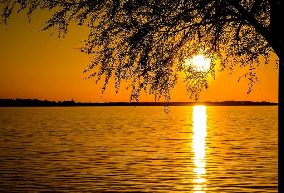 photo of tree near body of water during golden hour, silhouette HD wallpaper