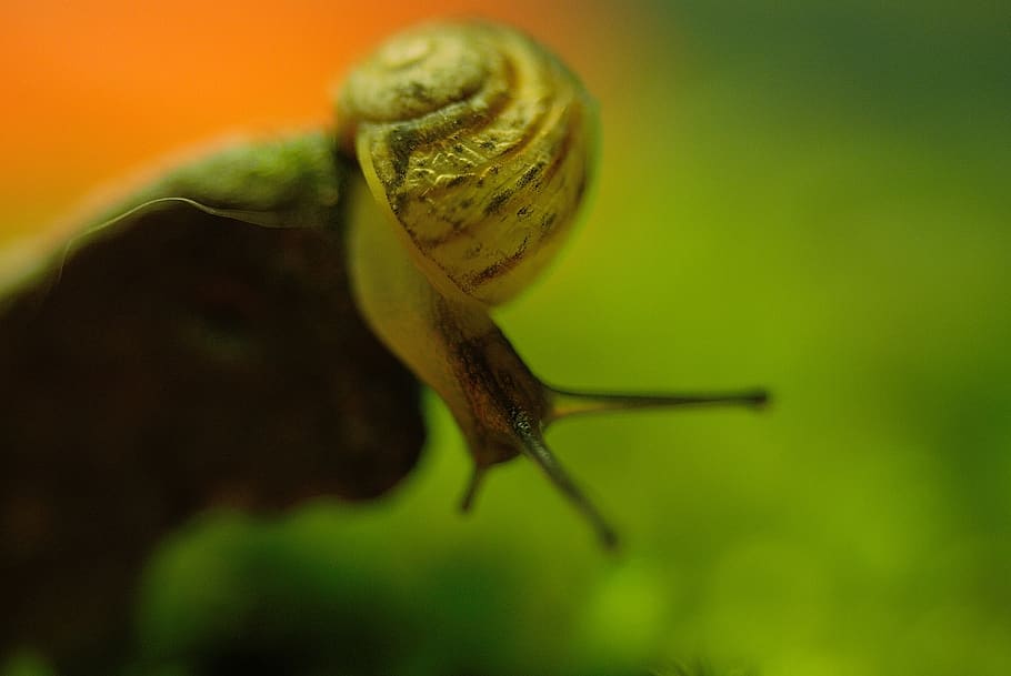 snail, shell, creature, snails, slowly, close-up, animal wildlife HD wallpaper