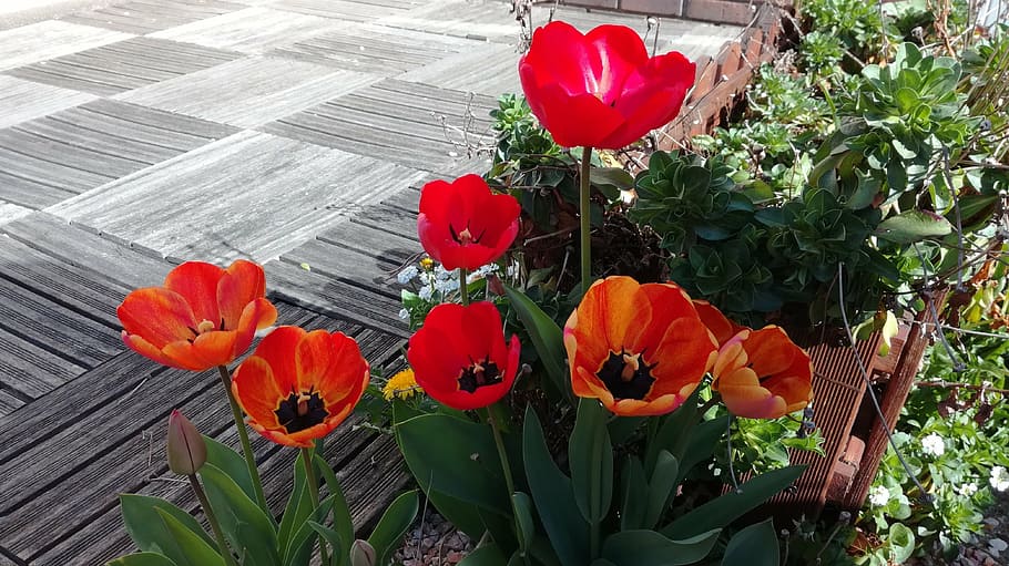 tulips, flowers, plant, flowering plant, beauty in nature, fragility HD wallpaper