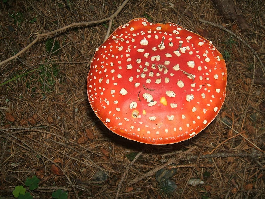 Mushrooms, Toadstool, Toxic, red, fly agaric mushroom, fungus HD wallpaper