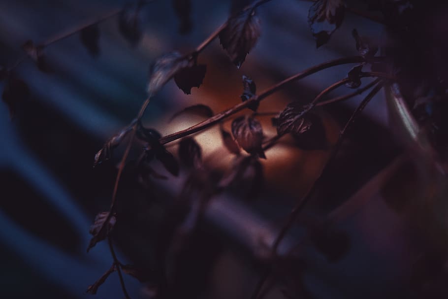 leaf, plant, nature, close-up, plant part, selective focus HD wallpaper