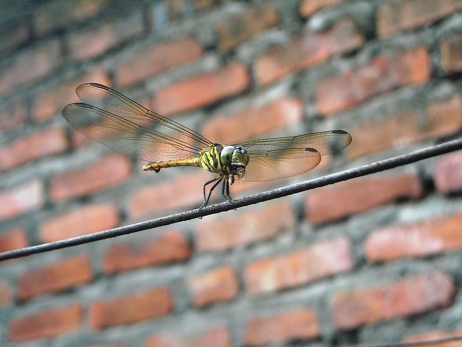 dragonfly, eating, insects, wire, wall, invertebrate, animal themes HD wallpaper