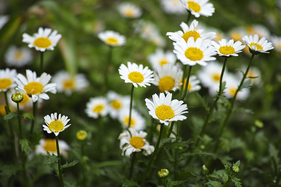 Daisy flower field picture 1080P, 2K, 4K, 5K HD wallpapers free download.