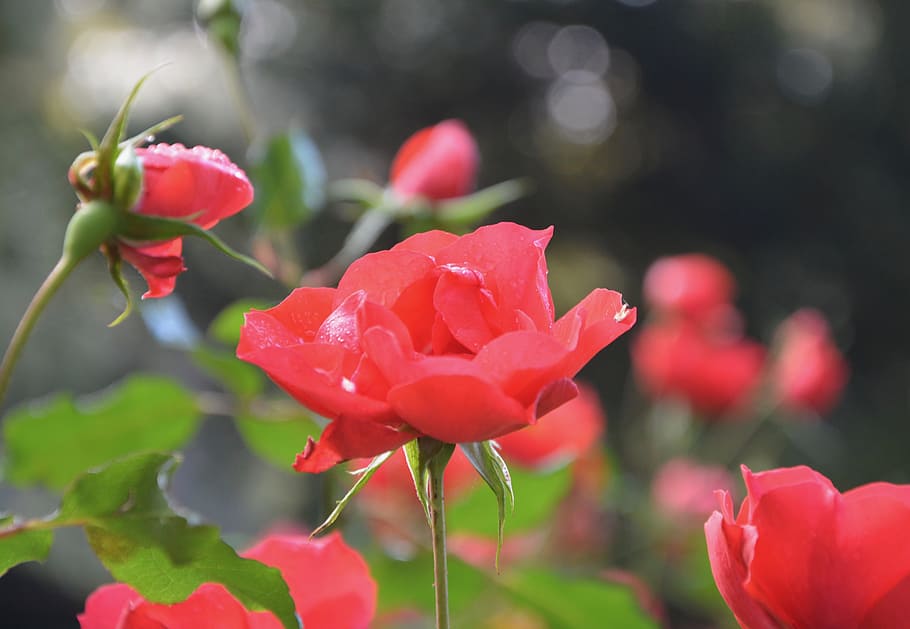 pink, roses, red, passion, love, garden, petals, plant, red flower, HD wallpaper