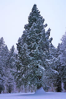 winter, snow, tree, frost, wood, season, fir, pine, cold, spruce wood HD wallpaper