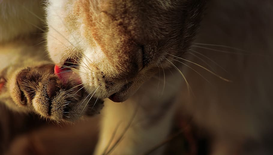 cat licking feet, wildcat, feline, animal, cat lying, close-up, HD wallpaper