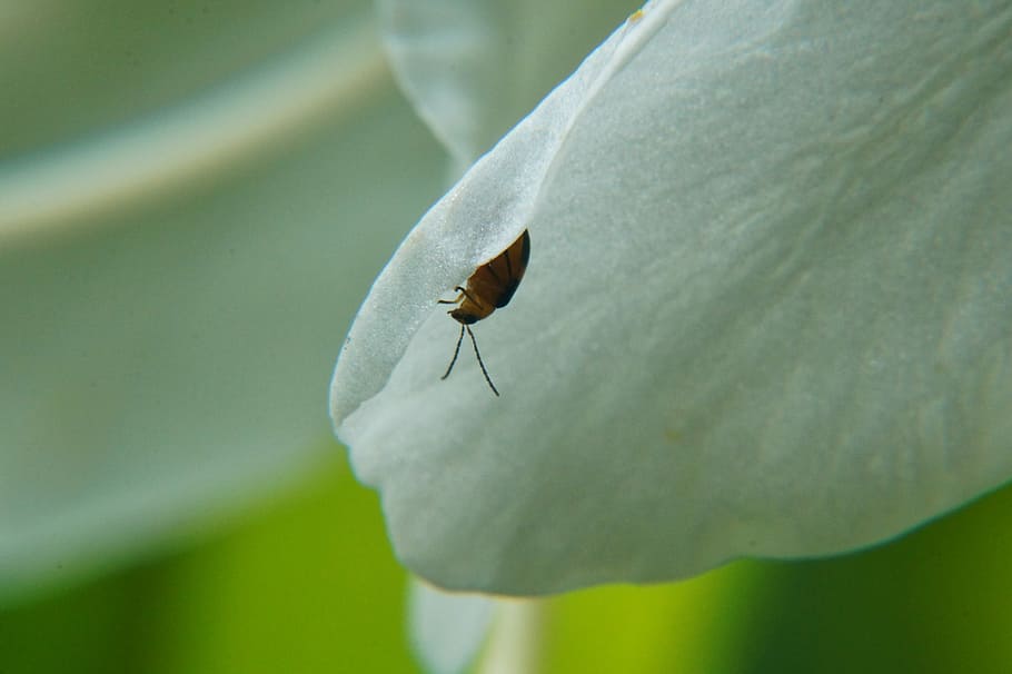 Macrophotography, Microphotographing, insects, flowers, leaves HD wallpaper