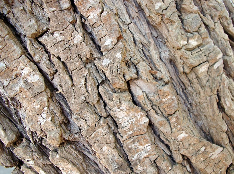 background, texture, rough, tree, bark, design, web, card, interesting HD wallpaper