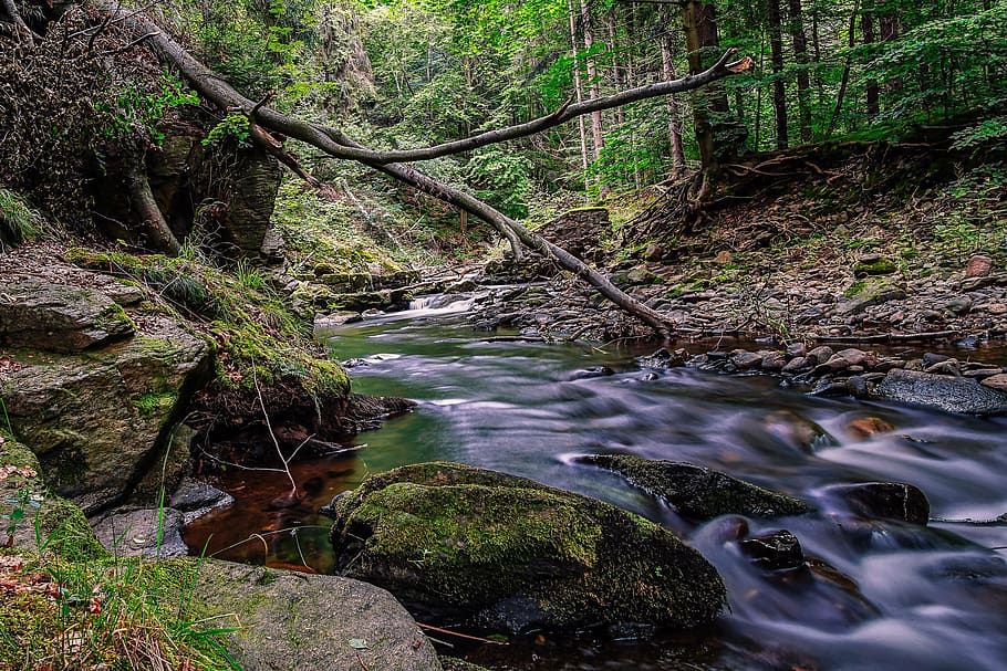 müglitz, water, long exposure, tree, forest, plant, beauty in nature HD wallpaper