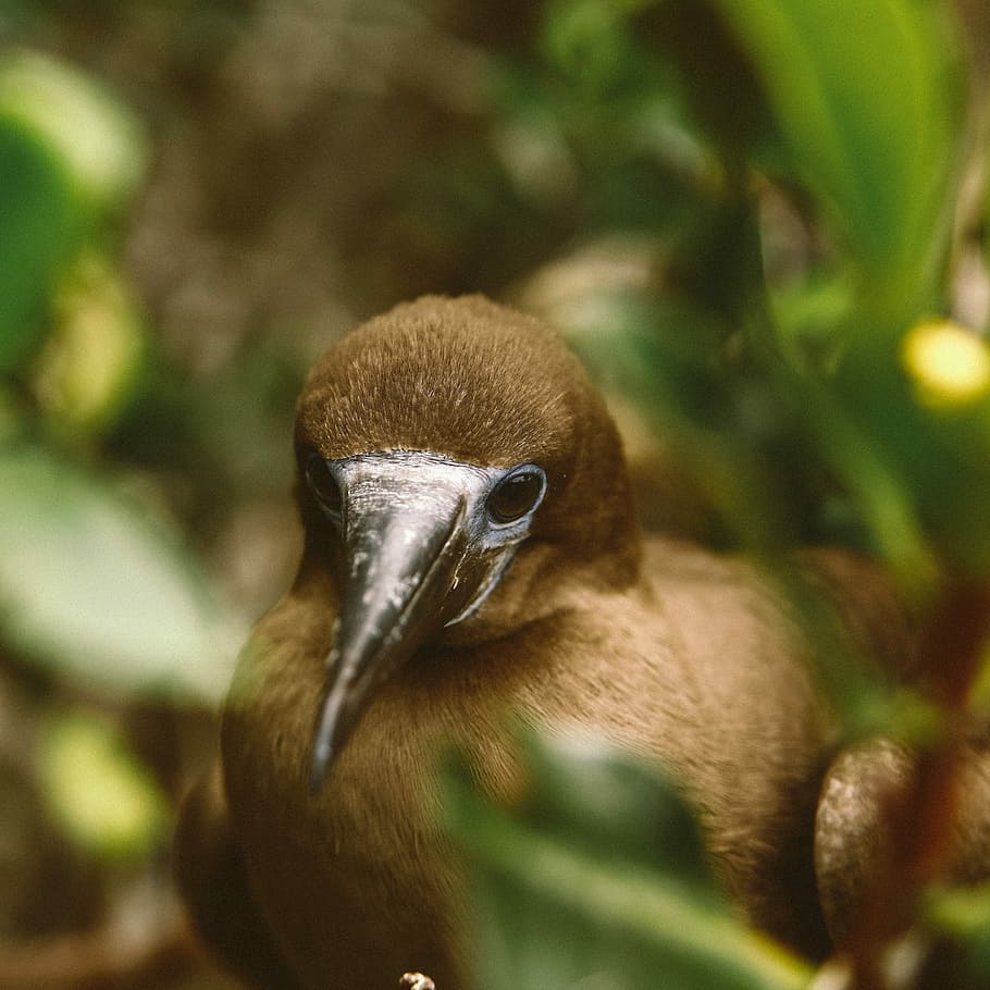 shallow focus photo of brown bitd, brown bird, beak, animals in the wild HD wallpaper